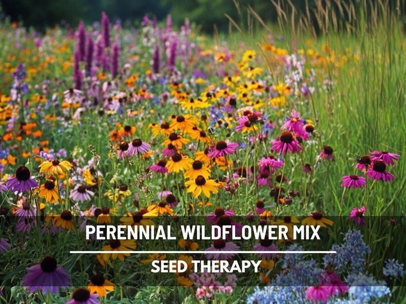 Create a living tapestry of color with this thoughtfully curated Perennial Wildflower Mix, designed to return year after year with vibrant blooms that nourish bees, butterflies, and the beauty of your landscape. Perfect for effortless meadow-style planting and low-maintenance gardening, this heirloom blend brings season-long interest, biodiversity, and natural charm to any sunny space. #wildflowers #perennialgarden #pollinatorgarden #meadowgarden #growfromseed #heirloomseeds #gardeninspiration #sustainablegardening

#LTKdayinmylife #LTKSeasonal #LTKHome