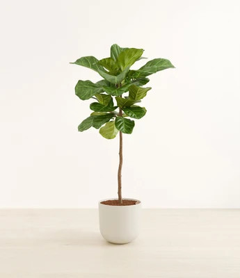Fiddle Leaf Fig Tree | easyplant