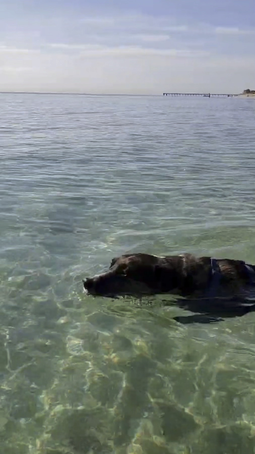 Meet My Ride or Die! 

How do I take care of my faithful hound? I use the good stuff! And it’s working because she’s nearly 11 and still going strong. This is my Catahoula-Aussie, Roxy! 

#petcare #dogmom #activedog 

#LTKVideo #LTKFamily #LTKActive