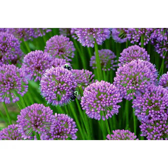 Hirt's Gardens Millenium Flowering Onion Perennial - Allium - Gallon Pot Lowes.com | Lowe's