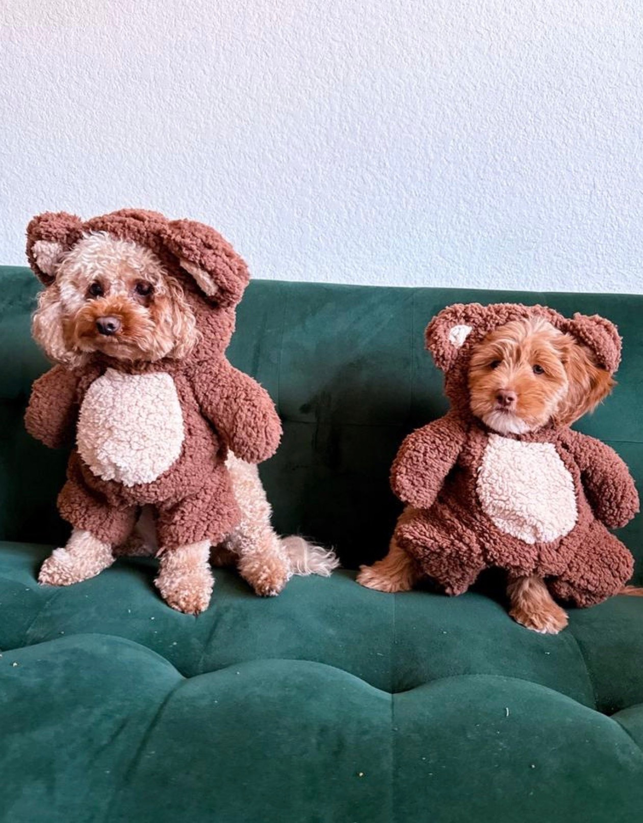 The cutest little teddy bears 🧸🤎 These cozy costumes are almost too adorable to handle!

#DogCostume #PetStyle #TeddyBearCostume #CuteDogs #PetFinds

#LTKmomlife #LTKSeasonal #LTKHome