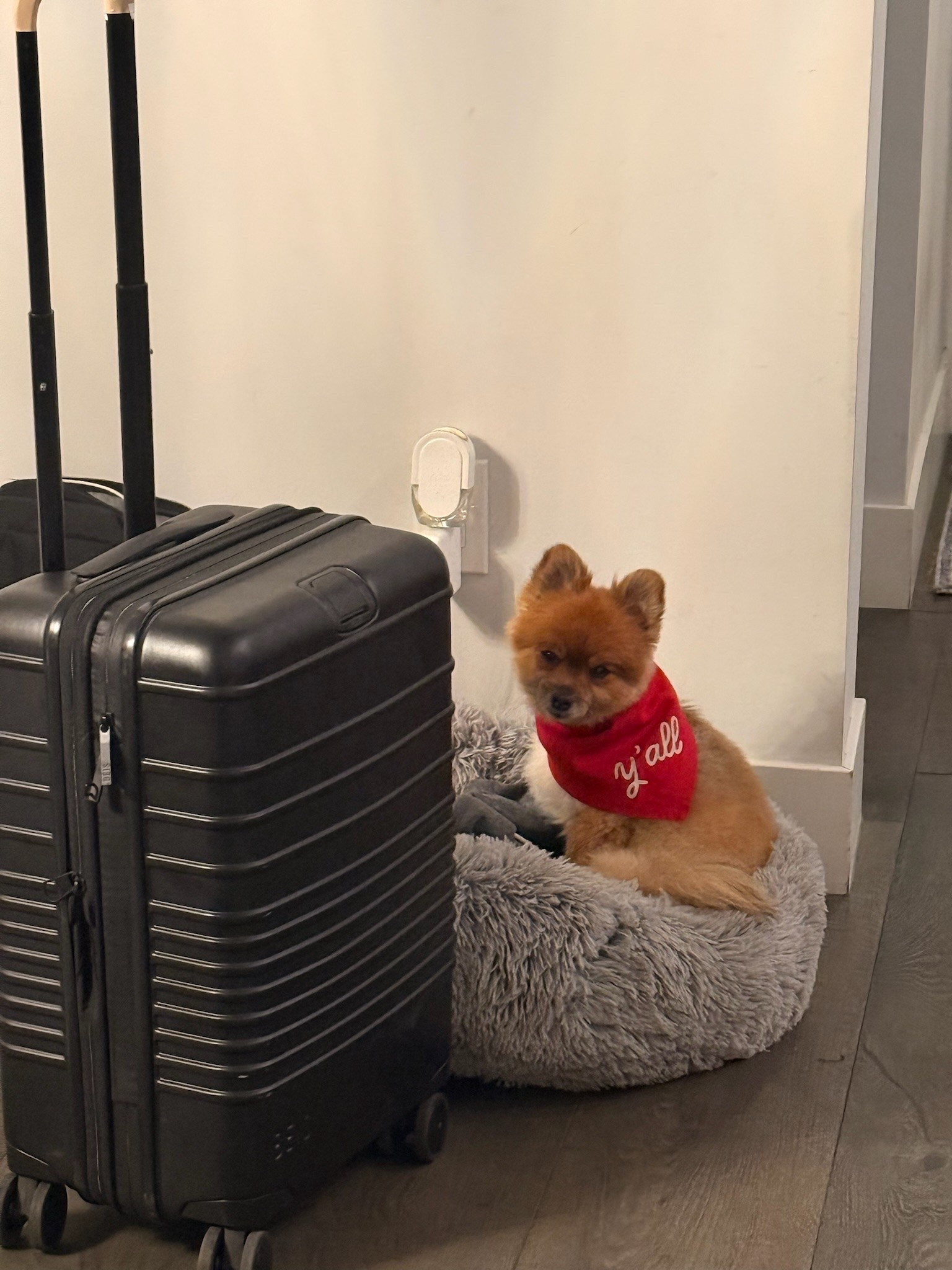 Favorite suitcase 🖤

#LTKgrwm #LTKdayinmylife #LTKTravel