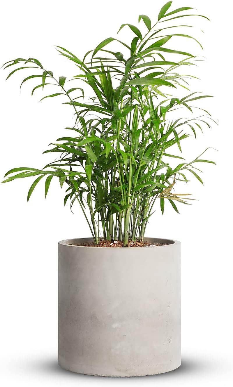 Mozing Cement Plant Pots Indoor - 4.8 inch Grey Planter Pot - Modern Flower Pot with Drainage Hol... | Amazon (US)