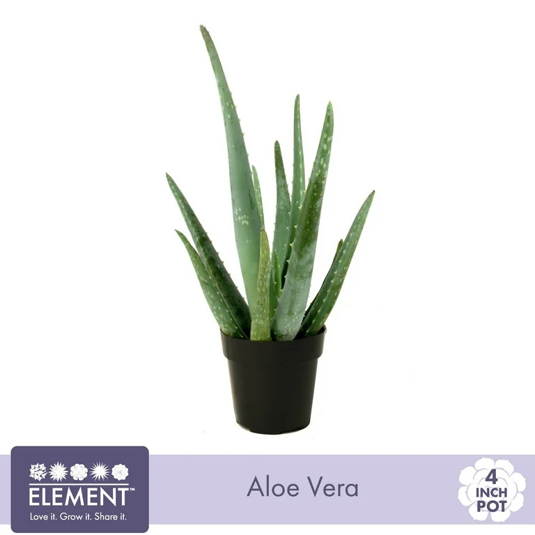 Element Live Plant Aloe Vera Plant in 4in Pot | Walmart (US)