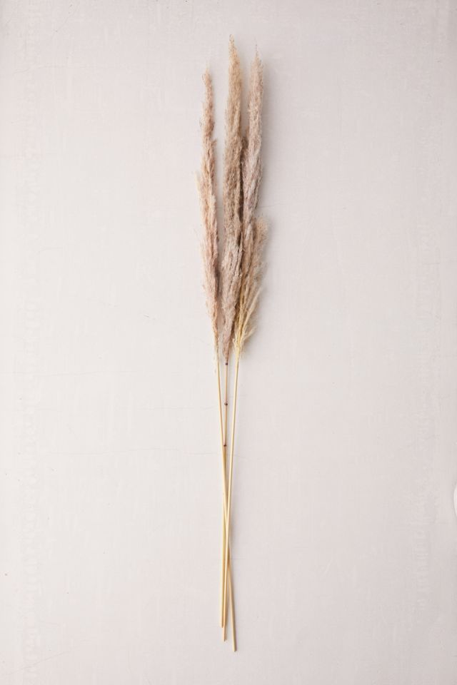 Dried Pampas Grass Bunch | Urban Outfitters (US and RoW)