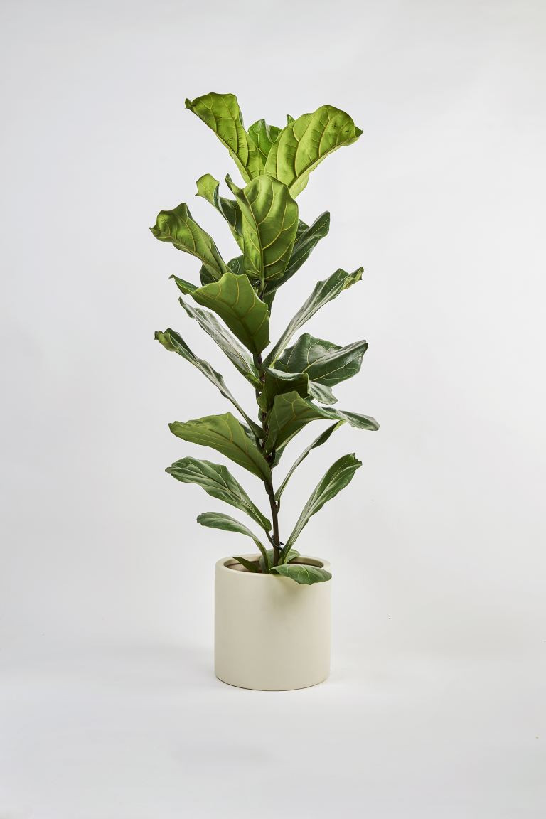 Fiddle Leaf Fig | H&M (UK, MY, IN, SG, PH, TW, HK)