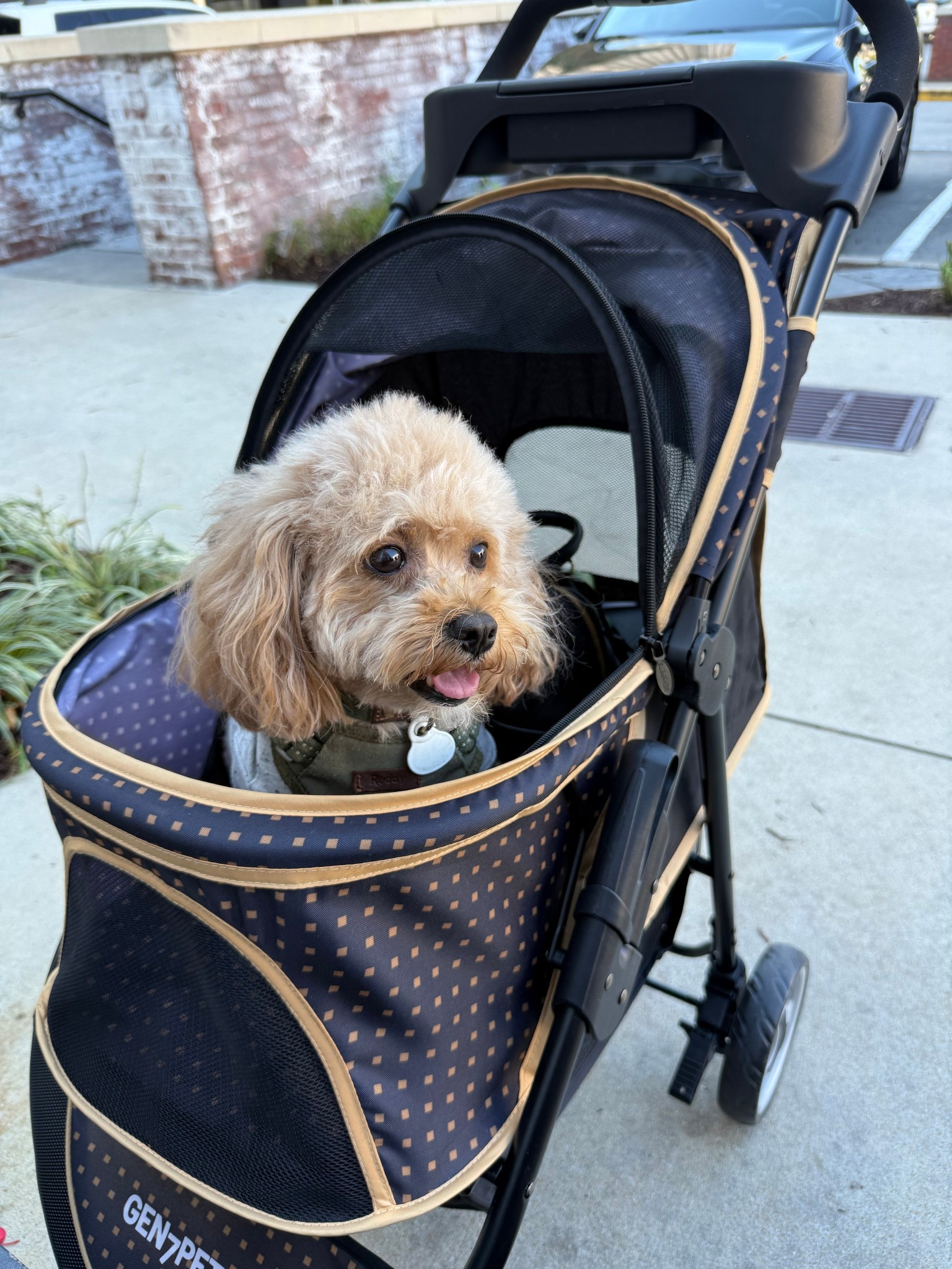 I love taking Bentley on long walks but he’s so small and sometimes his little legs get tired. So obviously I bought this stroller for my baby lol 

#LTKselfcare #LTKfitnessgoals