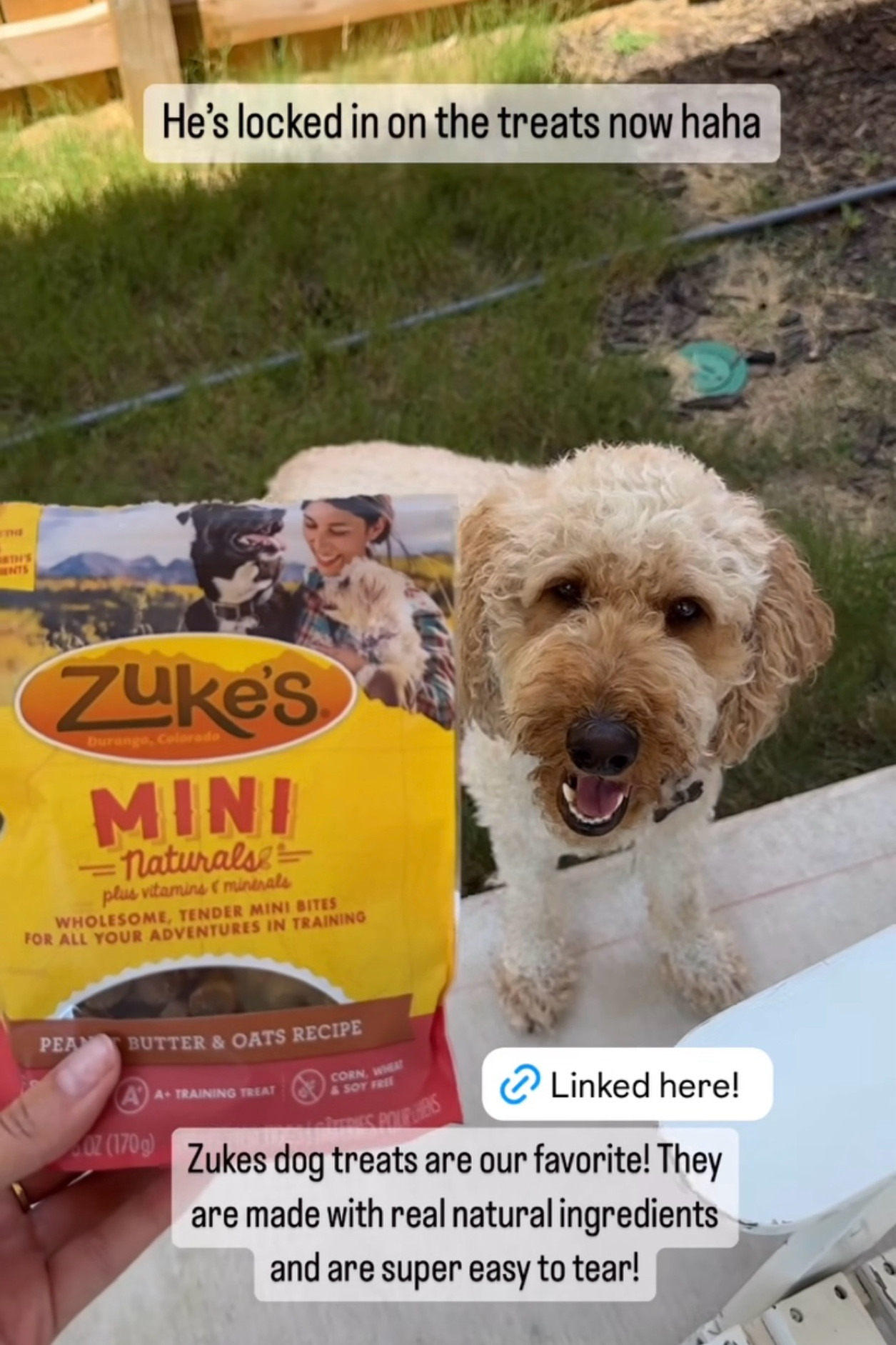 Hiccup is lovinggggg these dog treats!! 

#LTKActive #LTKFamily #LTKHome