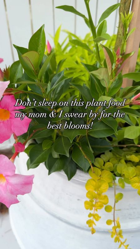 Sharing the fertilizer my mom and I swear by for flowers (and an organic option for our herbs and citrus)! Also linking my planters and outdoor furniture!
.
#ltkhome #ltkfindsunder50 #ltkseasonal #ltksalealert #ltkfindsunder100 #ltkover40 gardening hacks, flower pots 

#LTKSeasonal #LTKHome #LTKSaleAlert