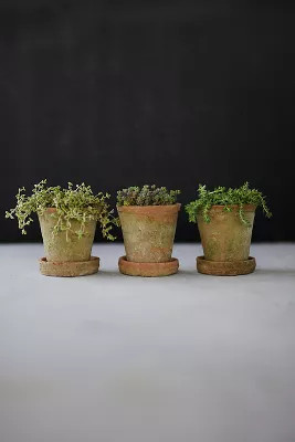Earth Fired Clay Herb Pot + Saucer, Set of 3 | Anthropologie (US)