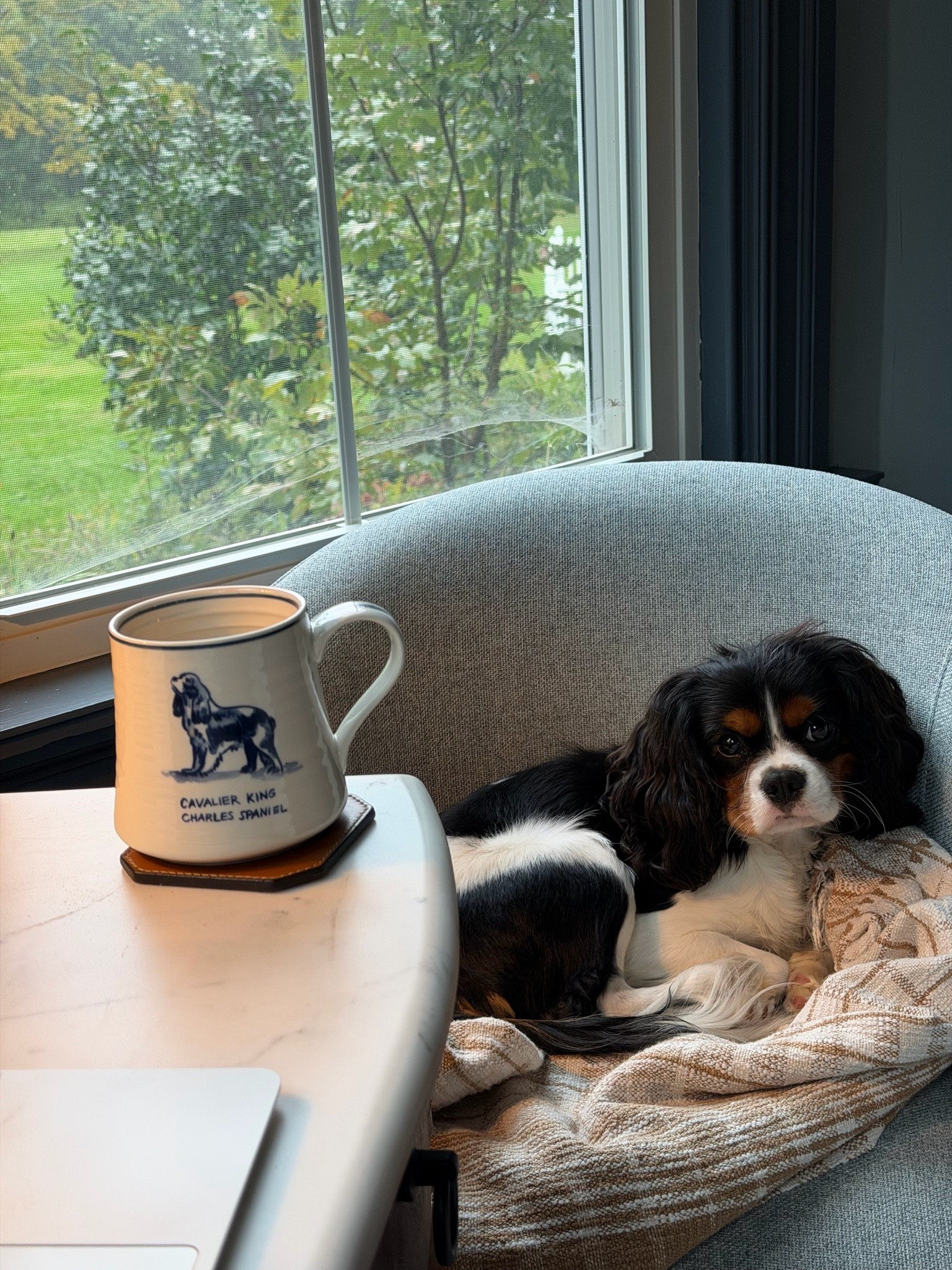 Dog breed mug! Anthropologie finds, would be a great gift!

#LTKHome