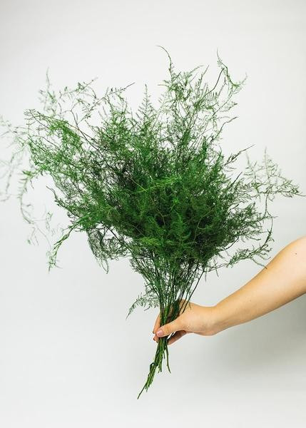 Preserved Evergreen Plumosus Fern Foliage | Afloral (US)