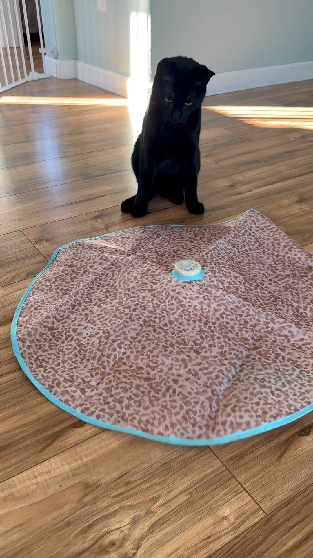 Bought this for the kitten… but it entertains Lee too 😂
Multiple modes, switches directions, and actually holds their attention.
Tagged the exact one plus a couple similar options.

#LTKKids #LTKdayinmylife #LTKHome