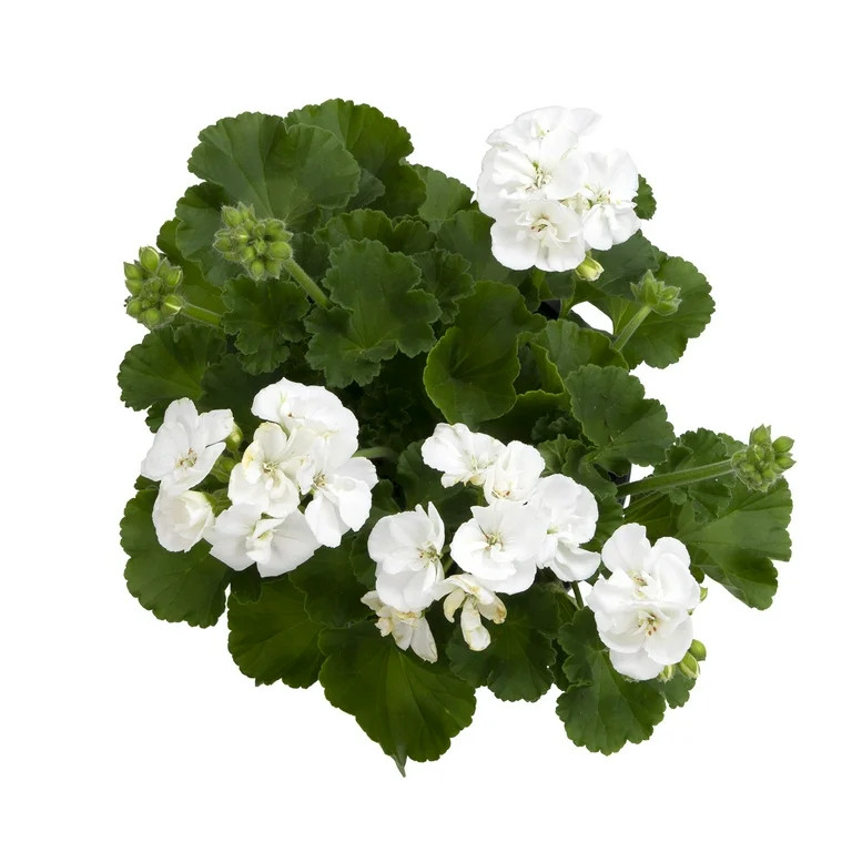 Better Homes & Gardens 2QT White Geranium Live Plant Grower Pot Sun | Walmart (US)