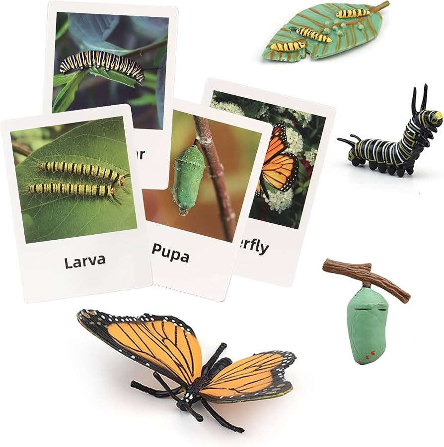Montessori Life Cycle Animal Figures with Flash Cards, Plastic Insects Monarch Butterfly Kit Cate... | Amazon (US)
