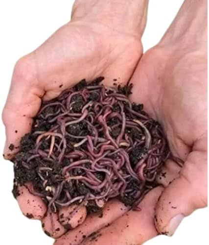 HomeGrownWorms - 250+ (1/4LB) Live Red Wiggler Composting Worms - Live Delivery Guaranteed - Verm... | Amazon (US)