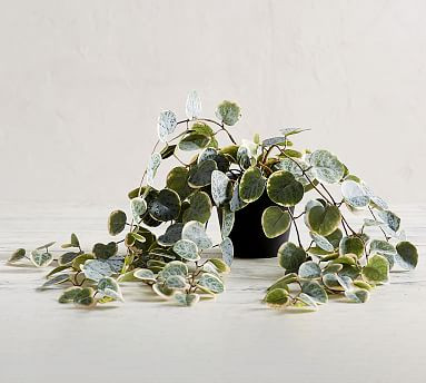 Faux Trailing Variegated String Of Hearts Houseplant | Pottery Barn (US)