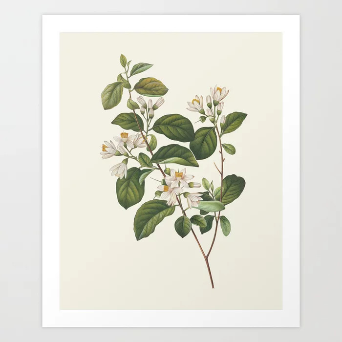 Botanical Collection - Snowdrop Bush Art Print | Society6