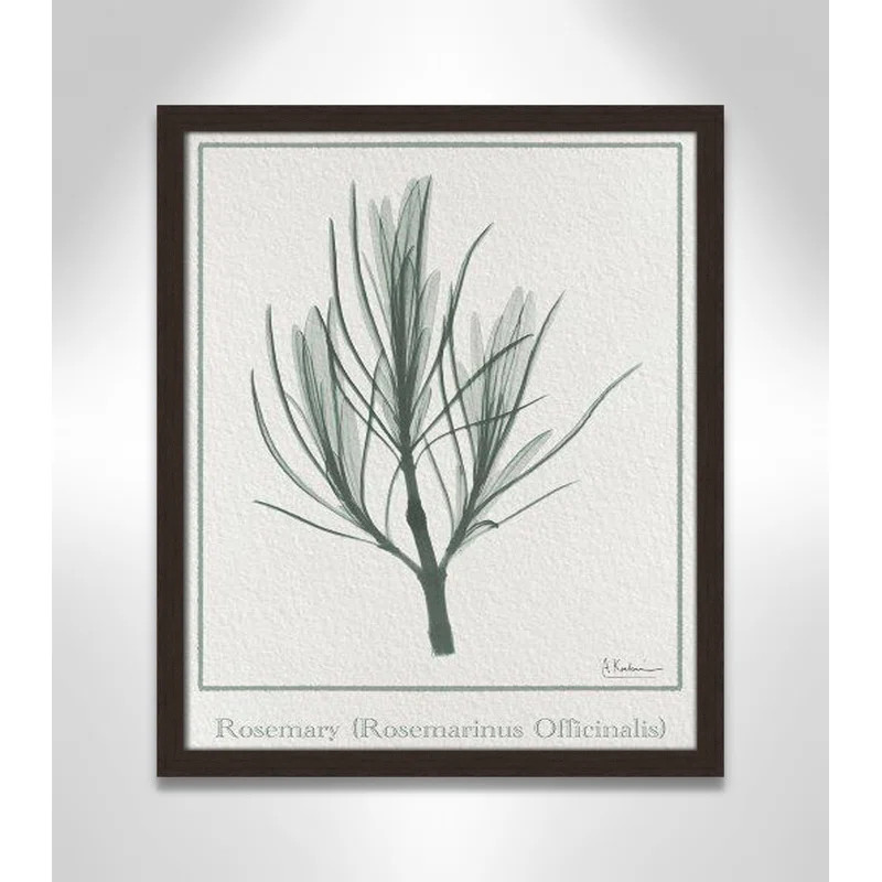 Rosemary by Albert Koetsier | Wayfair North America