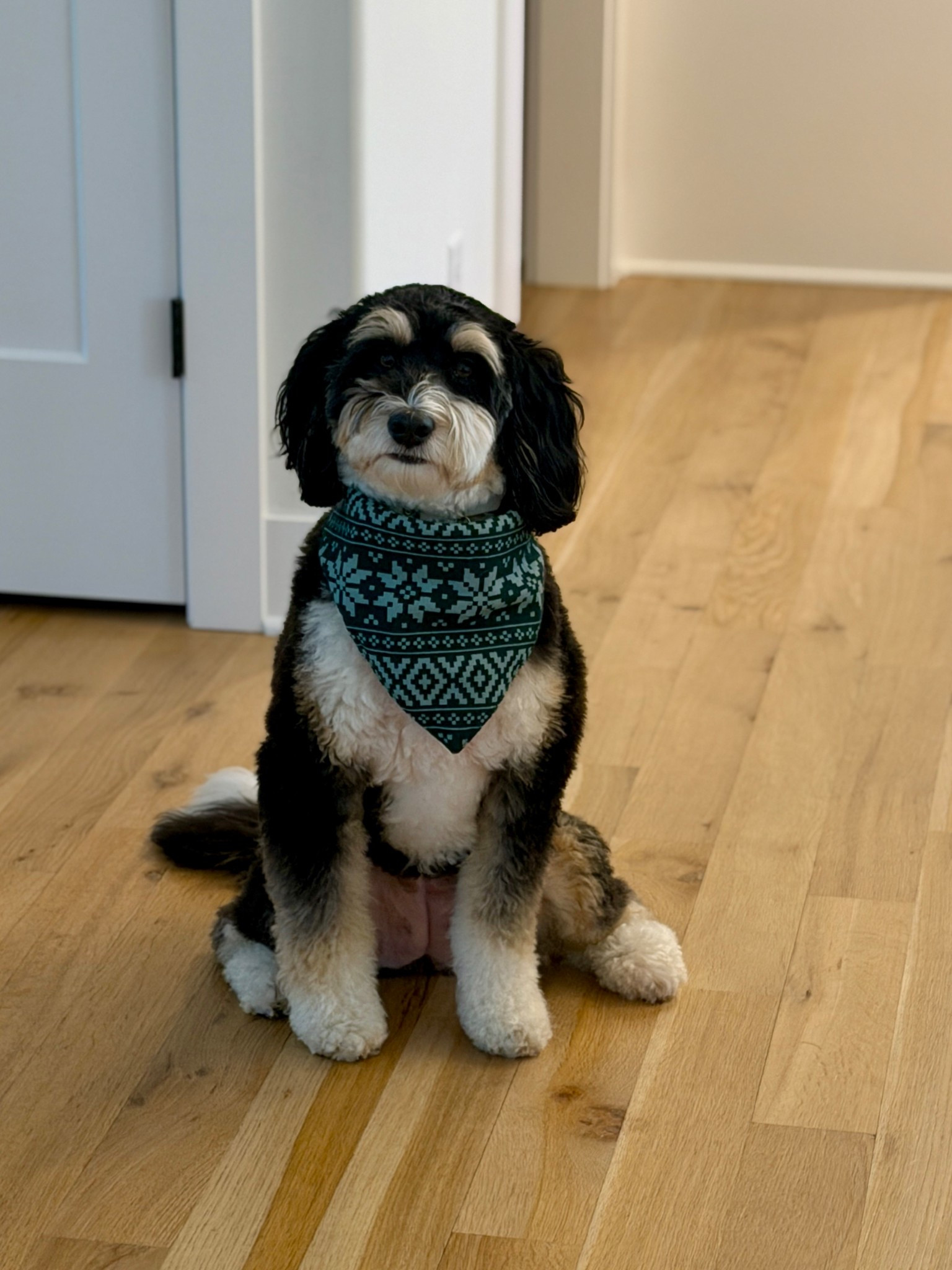 Dog scarf! 

#LTKHome #LTKGiftGuide #LTKdayinmylife