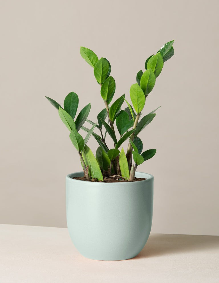 ZZ Plant | The Sill