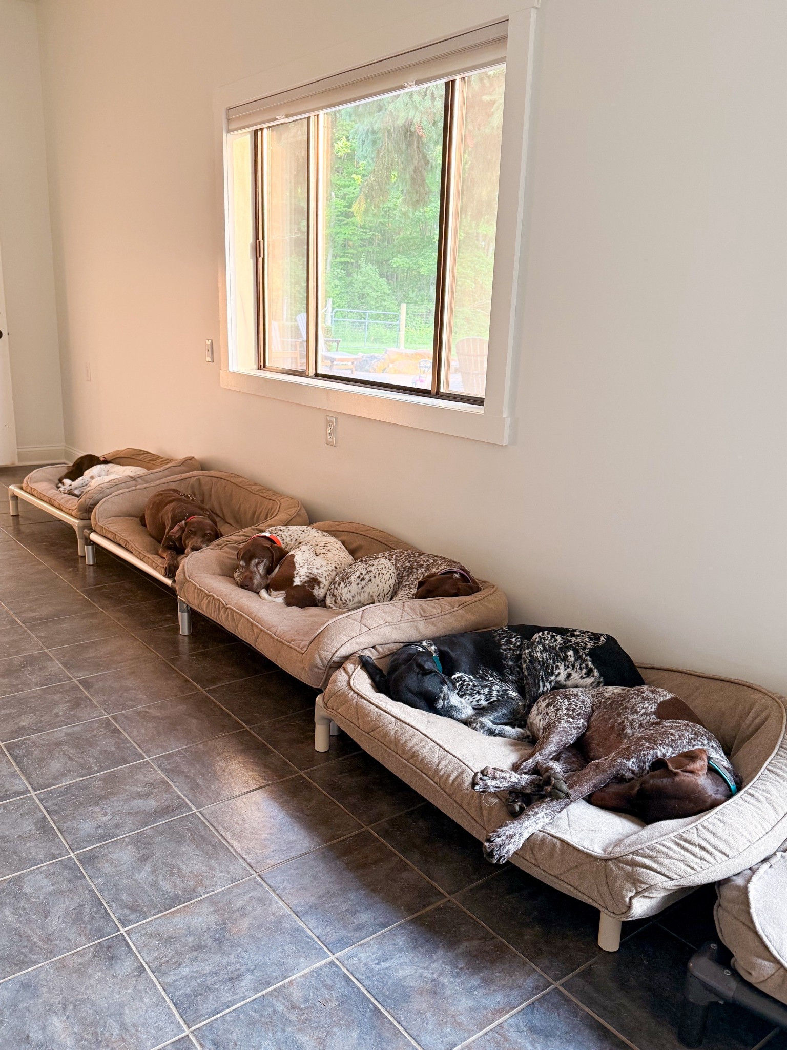 Dog beds all lined up! 

#LTKPets #LTKFamily #LTKHome