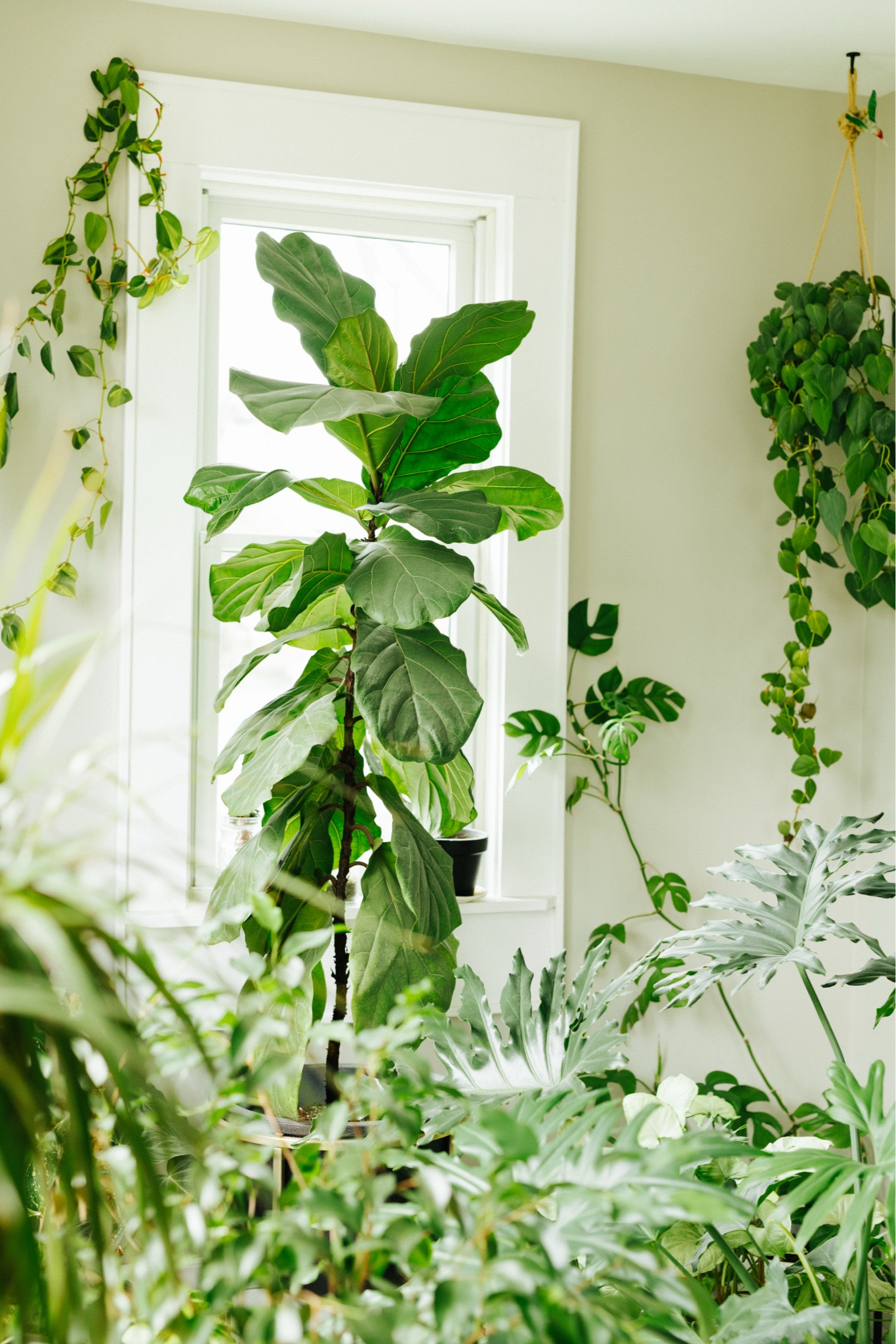 My beautiful fiddle leaf fig tree and his friends. #houseplants

#LTKHome