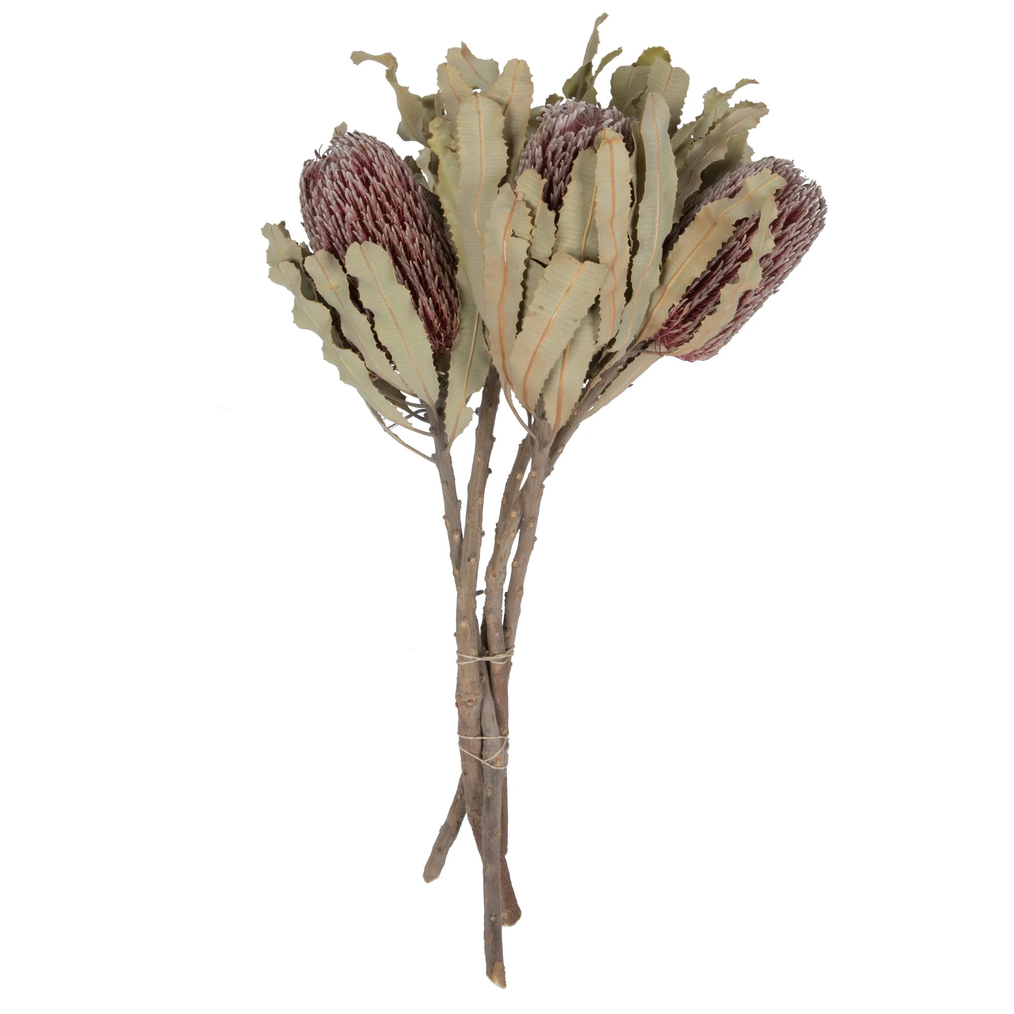 Vickerman 12" Natural Pink Banksia Menzi Flower with Stem. Includes 3 Stems per Pack, Dried | Walmart (US)