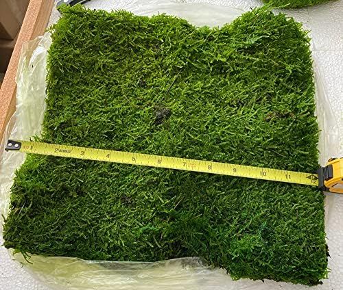 Prefleur Preserved Sheet Moss Natural Green Decorative Real Natural Green DIY Kit Terrariums Gard... | Amazon (US)