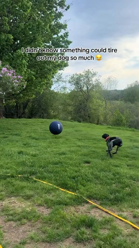 My dogs are obsessed with this 😂 linked in my bio!! 

Key to keeping it inflated is to blow it up with as much air as you can 👏🏻