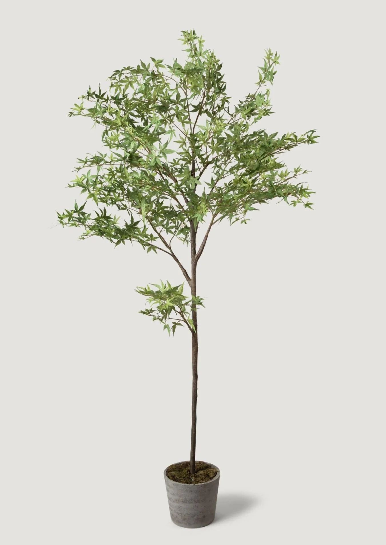 Artificial Maple Tree Potted Plant - 7' | Afloral
