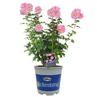 3 Gal. Perfume Breeze Climbing Rose with Pink Flowers | The Home Depot