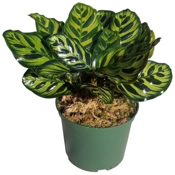 White Peacock Calathea House plant in 1 Inch(es) Pot 1 -Pack | Lowe's