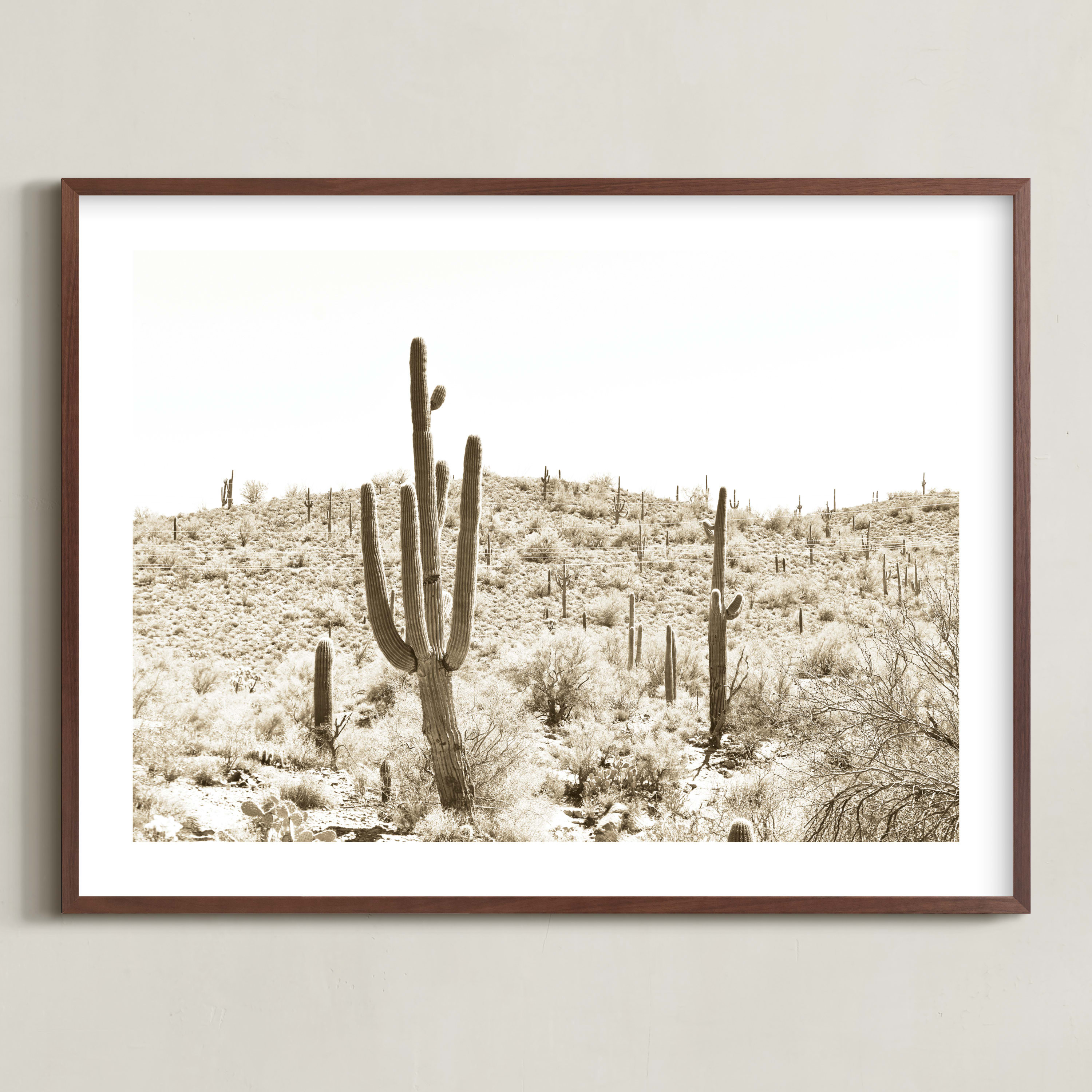 "Dusty Cacti" - Photography Limited Edition Art Print by Lisa Assenmacher. | Minted