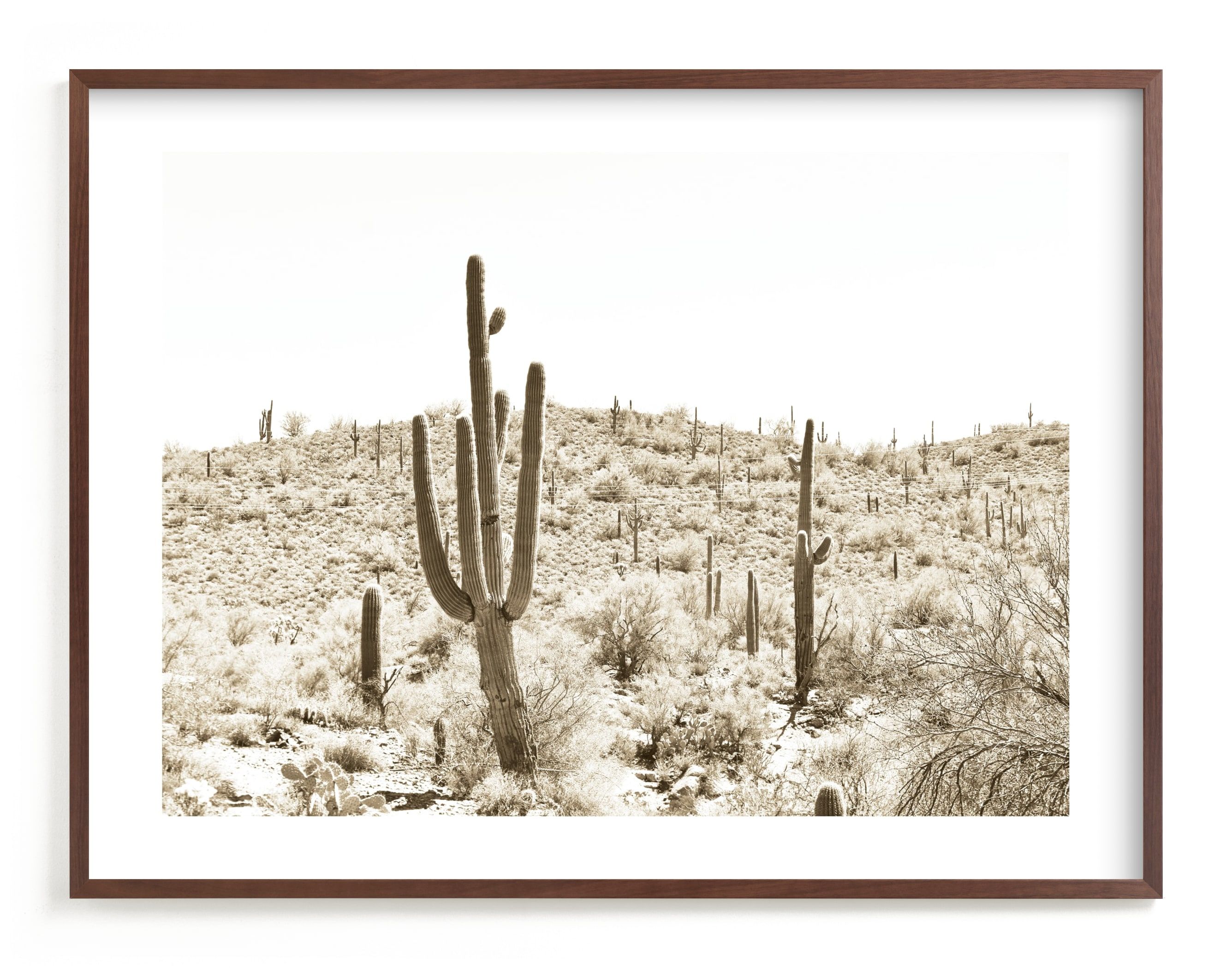 "Dusty Cacti" - Photography Limited Edition Art Print by Lisa Assenmacher. | Minted