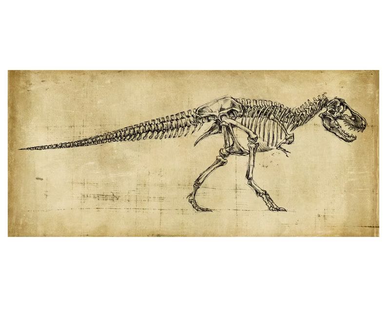 Tyrannosaurus Rex Art, Oddities and Curiosities , T-Rex Drawing, Dinosaur Skeleton, Dinosaur Art,... | Etsy (US)