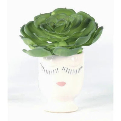 Succulent Plant in Planter | Wayfair North America