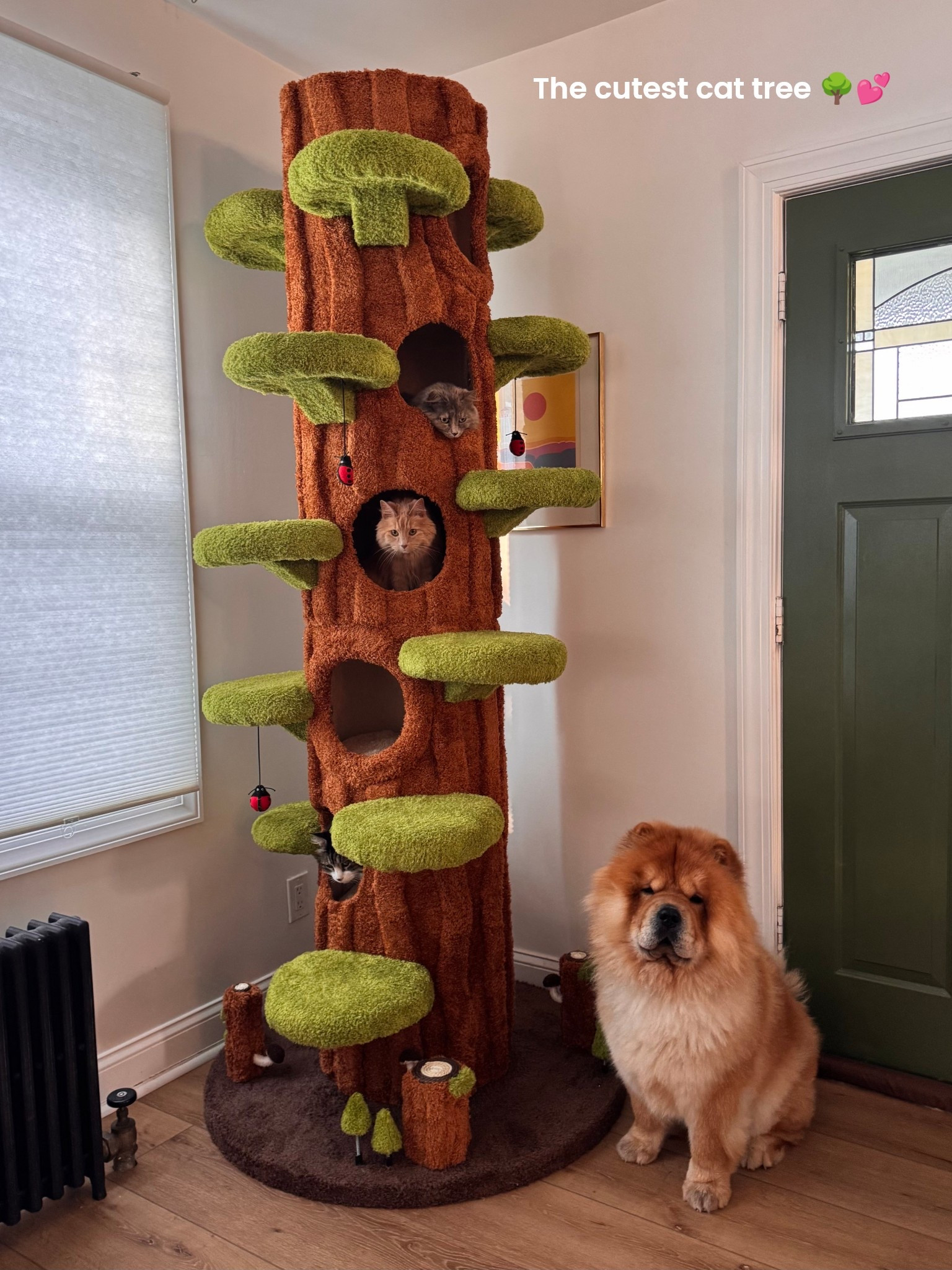 Our cats love this giant tree 🌳💕

#LTKPets #LTKHome