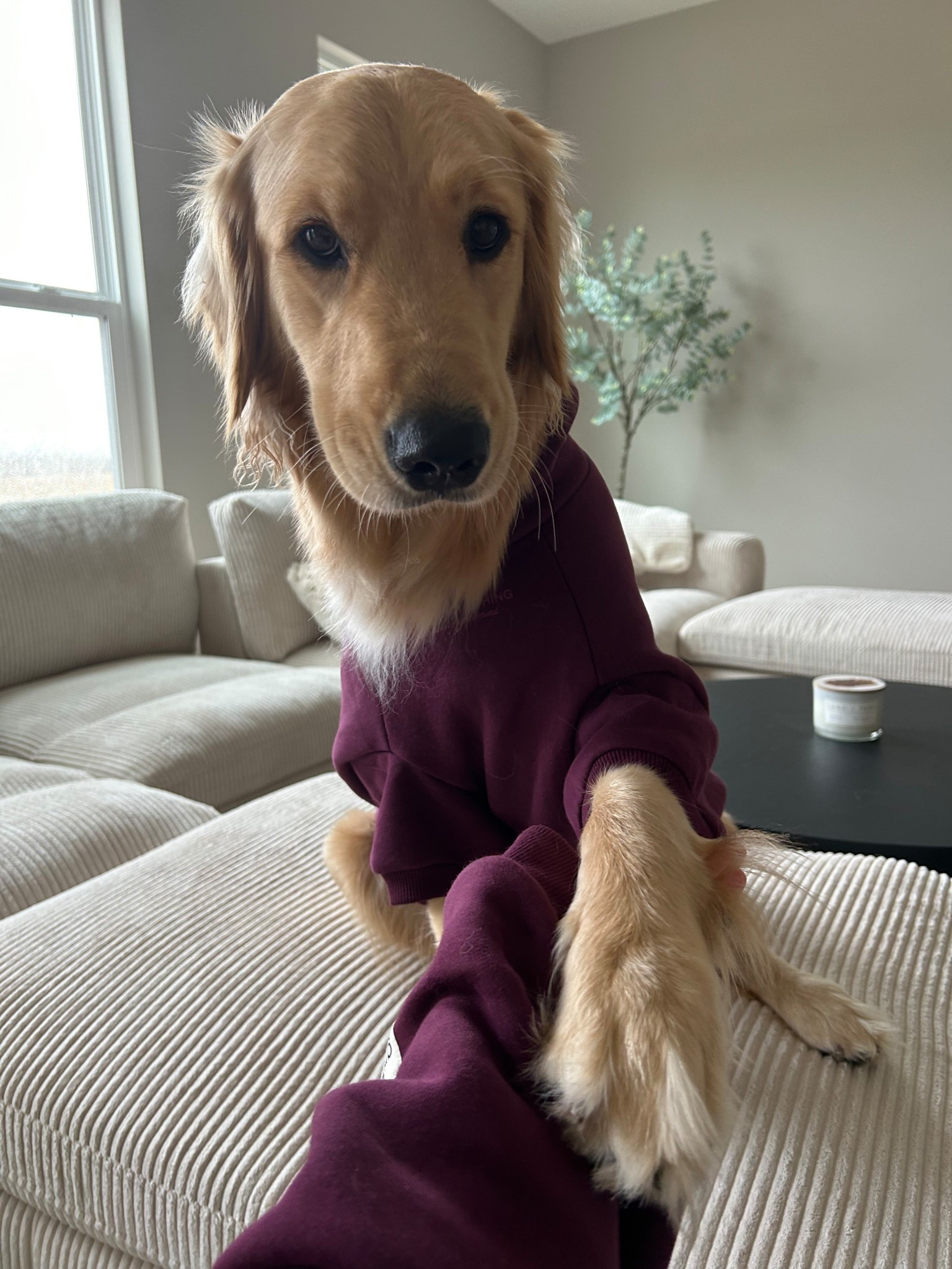 New dog hoodie colors 💜