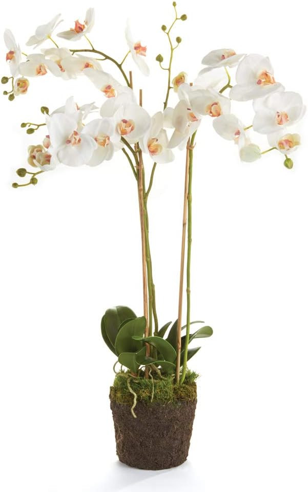 NAPA Home & Garden Conservatory PHALAENOPSIS Orchid Drop-in 31-INCH | Amazon (US)