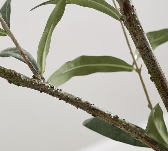 Faux Potted Olive Trees | Pottery Barn (US)