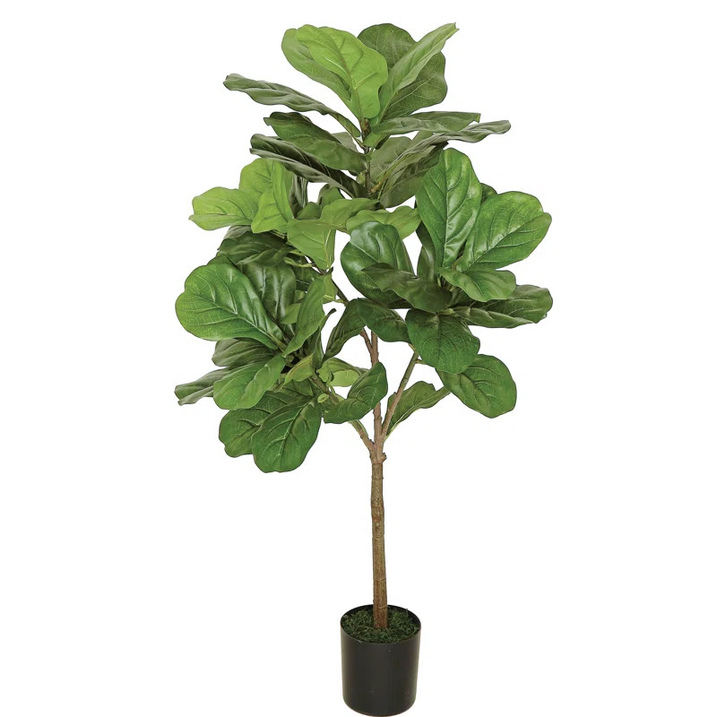 Bay Isle Home Fiddle Leaf Fig Tree in Pot | Wayfair | Wayfair North America