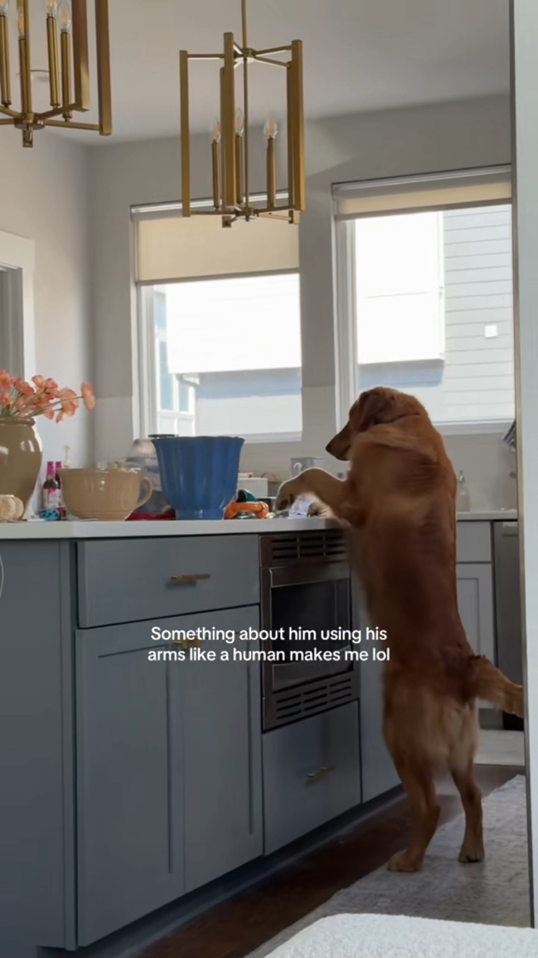 Moose’s training goal for the month — practicing patience for his @Chewy restock! Shop all of our dog favs here!! Also including Ace’s senior supplement stack! 

Pet dog owner chewy food treats toys training

#LTKdayinmylife #LTKmorningroutine #LTKHome