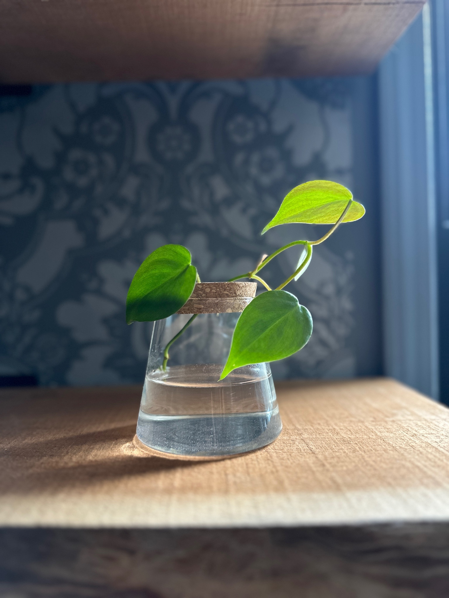 Glass planter propogation vase