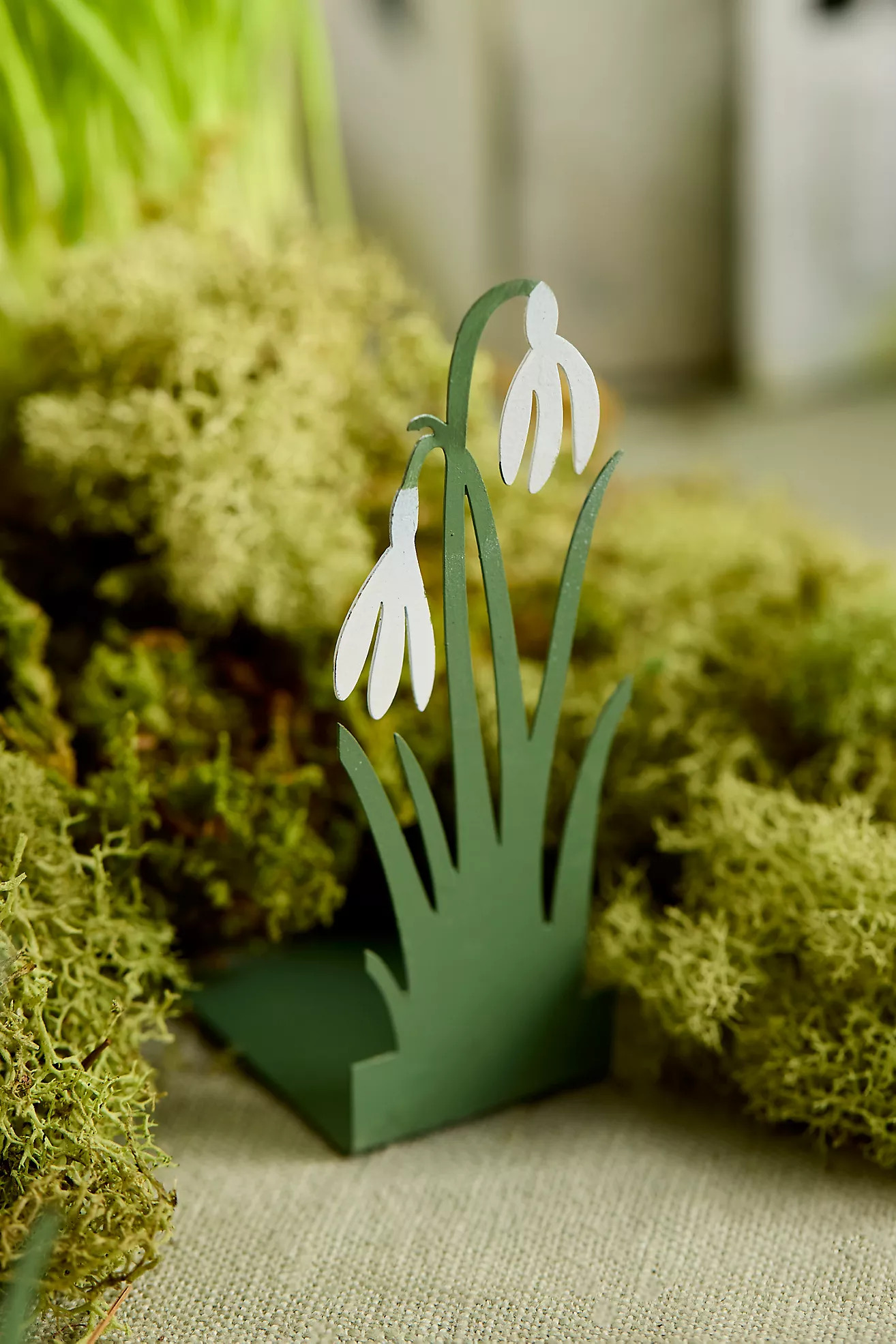 Concordville Spring Snowdrops, Set of 5 | Terrain