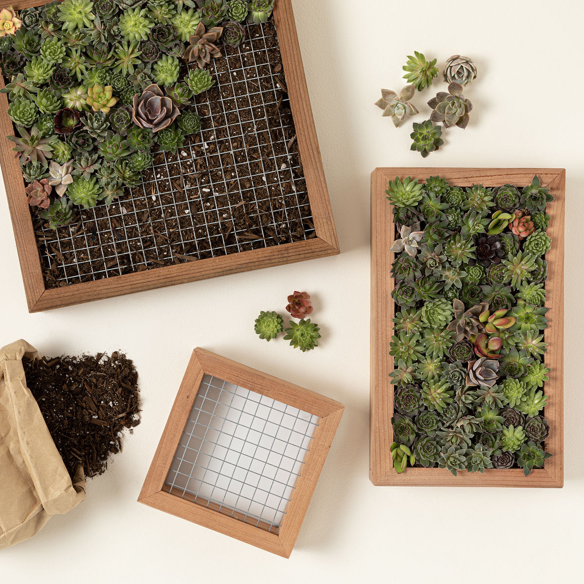 Living Art Succulent DIY Kit | UncommonGoods