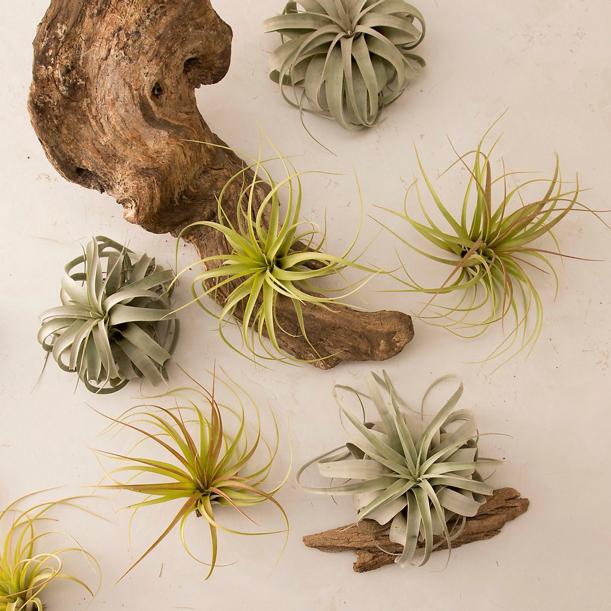 Giant Tillandsia | Terrain