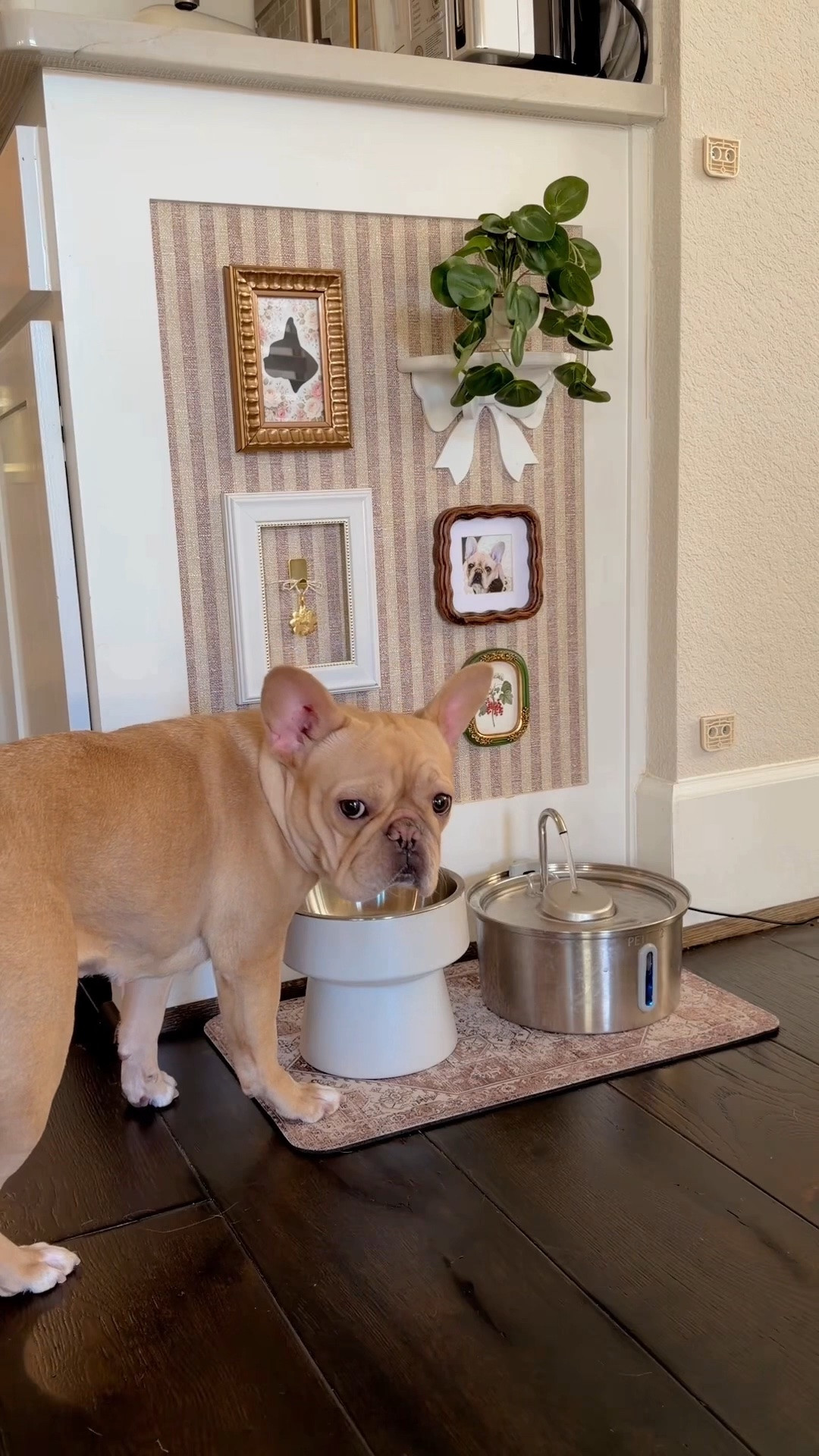 My favorite little dog corner! The link will take you to everything