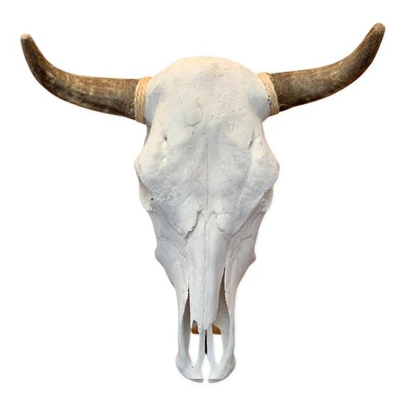Real steer skull with horns | Etsy (US)