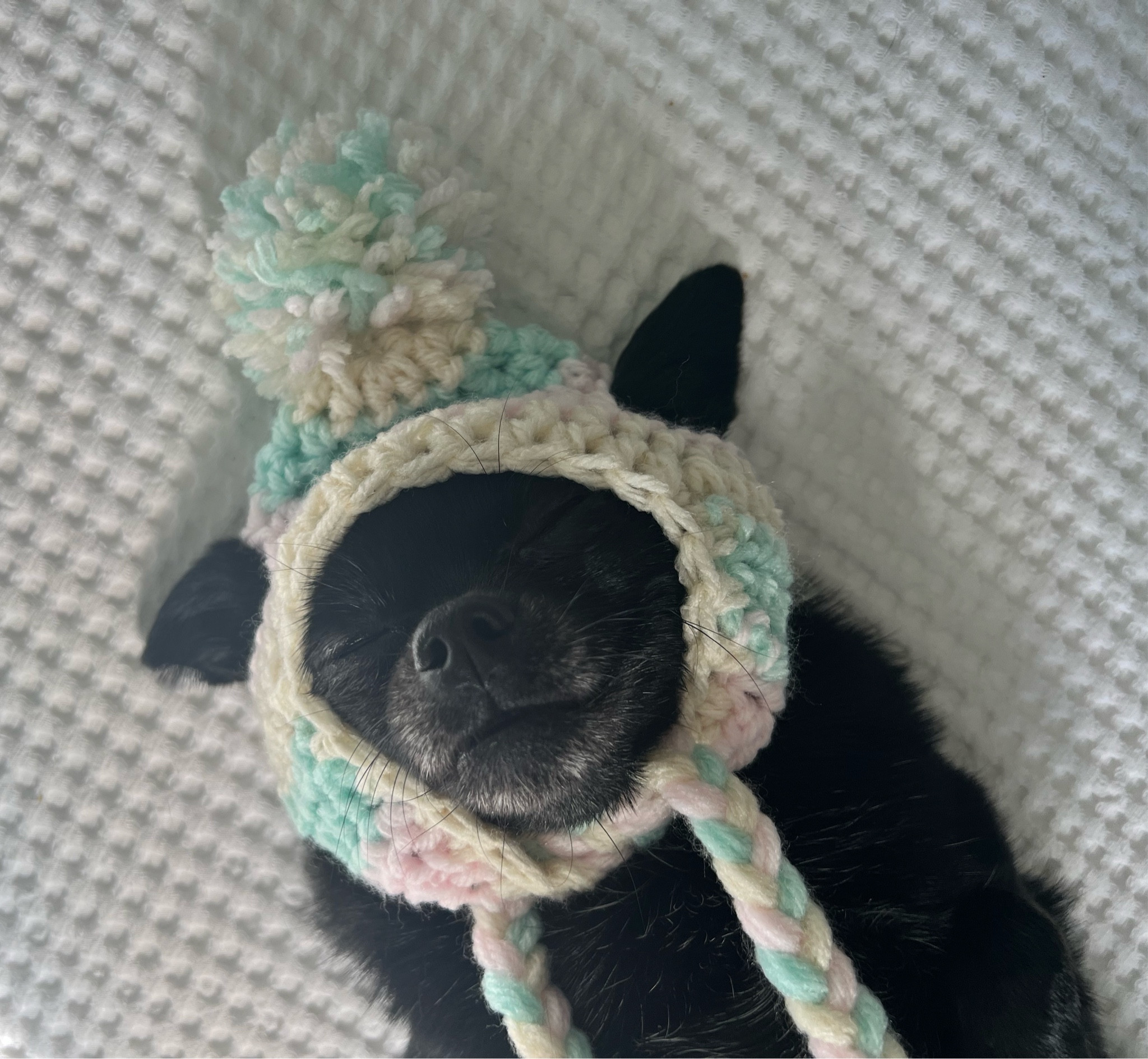 LTK Pets 🤍🐾 It’s hat season! Crocheters will love this quick to work up, adorable pattern for small dog breeds! Makes the cutest Christmas photography prop. 

#LTKStyleTip #LTKSeasonal #LTKHoliday